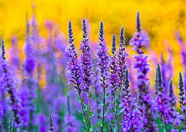 《师父》官方推特发文 下周有重大消息